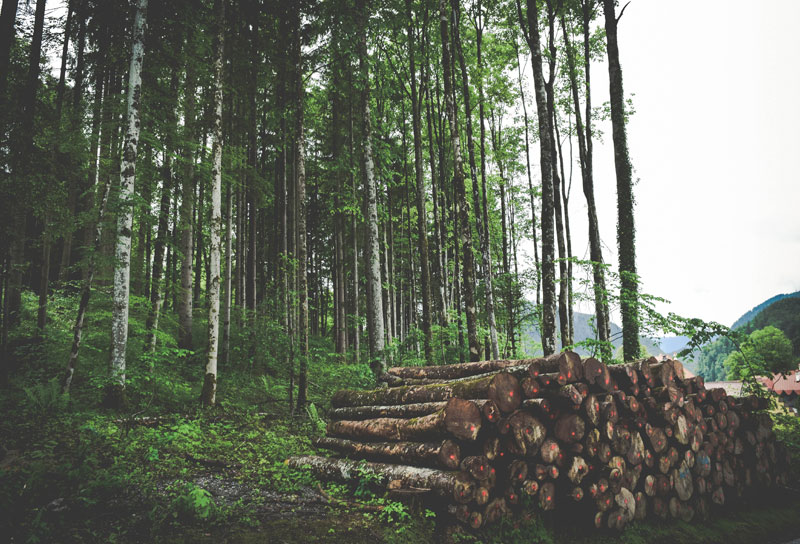 Z lesa až na stavbu: Ako prebieha spracovanie dreva?